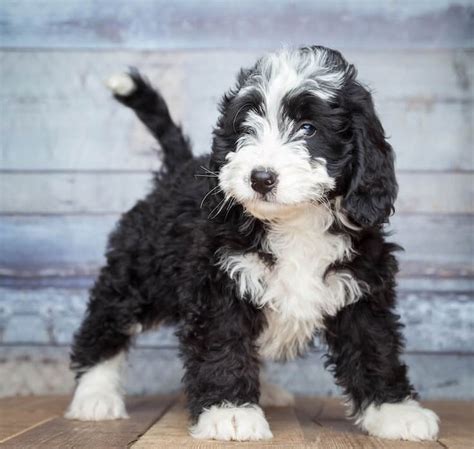  Meet Rosebud, the lively and magnificent Bernedoodle puppy with an insatiable love for toys